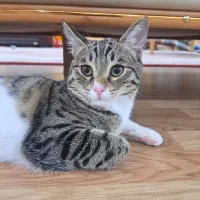 گربه گمشده کارشناسان - ملاباشی