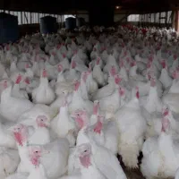 فارم پرورش بوقلمون