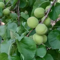 باغچه روستای دیزیجان ۶۷۰متر|فروش خانه و ویلا|قم, حکمت شمالی|دیوار
