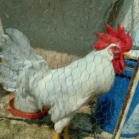 خروس|حیوانات مزرعه|آبیک, |دیوار