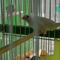 فنچ بنگالی گلدین|پرنده|مشهد, انقلاب|دیوار