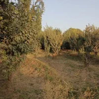 باغچه فروشی۳۵۰متری کردان سهیلیه سنقرآباد/تهراندشت|فروش زمین و ملک کلنگی|کرج, دهقان ویلا|دیوار