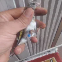 سهره بستان اباد|پرنده|تبریز, |دیوار