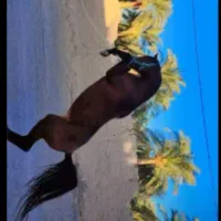 اسب عرب|اسب و تجهیزات اسبسواری|بم, |دیوار