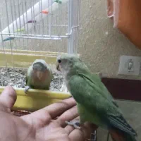 کوتوله|پرنده|میبد, |دیوار