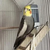 عروس هلندی گمشده