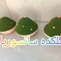 گل روز مادر|گل و گیاه طبیعی|الشتر, |دیوار