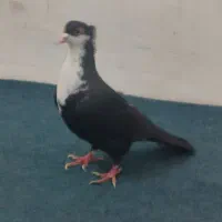 کروات|پرنده|خواف, |دیوار