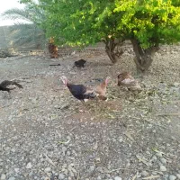 بوقلمون نر و ماده ۸ ماهه|حیوانات مزرعه|بندرعباس, |دیوار