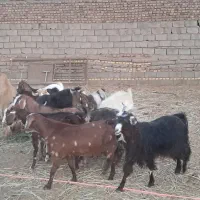 ۱۶ راس بز دو رگه|حیوانات مزرعه|باشتین, |دیوار