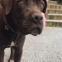 سگ کن کورسو ۸ ماهه نر