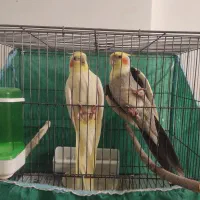 جفت طوطی عروس هلندی مولد با ضمانت|پرنده|کرمان, |دیوار