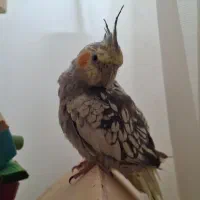 عروس هلندی گمشده|حیوانات|قم, لبچال|دیوار