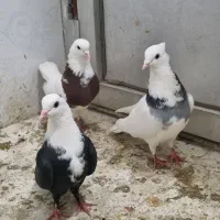 کفتر هوایی رنگه