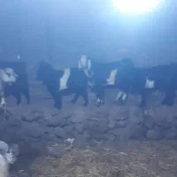 بز بزغاله بره|حیوانات مزرعه|هیر, |دیوار