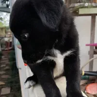 واگذاری توله‌های  گلدن،شکاری|سگ|رودسر, |دیوار