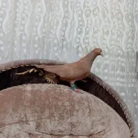 کفتر زرد پلاکی