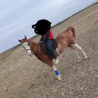 مادیان درجه یک