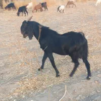 گوسفند نری|حیوانات مزرعه|جیرفت, |دیوار