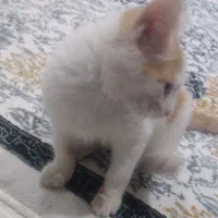 سرپرستی گوربه