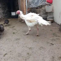 بوقلمون بیوتی|حیوانات مزرعه|رباط‌کریم, رباط‌کریم|دیوار