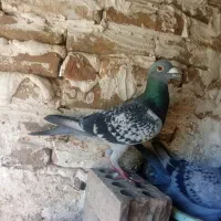 مگسی المانی