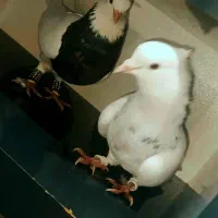 ی جفت طوقی الماسی و زرین