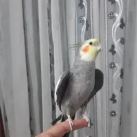 عروس سخنگو معاوضه