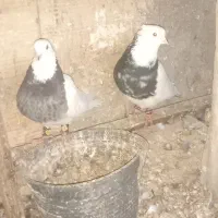 زاغ دم، طوقی|پرنده|زیرکوه, |دیوار