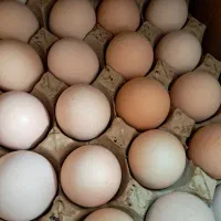 تخم مرغ رسمی