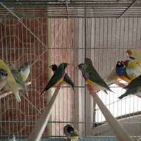 جوجه فنج گلدین