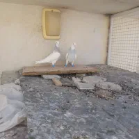 کفتر طوقی کبوتر طوقی فروشی