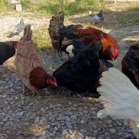 مرغ سنگین