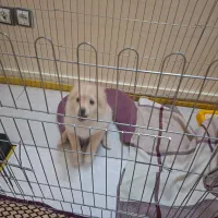 واگذاری توله سه ماهه|سگ|تهران, زمزم|دیوار