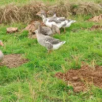 غاز|حیوانات مزرعه|کومله, |دیوار