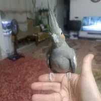 عروس هلندی
