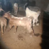 کهره نر