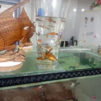 ماهی دم شمشیری|ماهی|دزفول, |دیوار