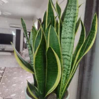 گل پر رشت به فروش می رسد