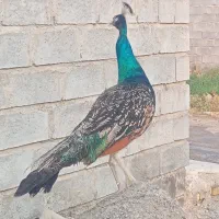 طاووس هندی و مصری