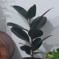 مبدا کرمانشاه مقصد آبدانان