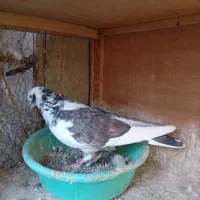 کفتر|پرنده|ری, صفاییه (چشمه علی)|دیوار