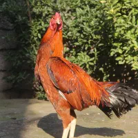 جوجه لاری.خروس لاری