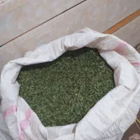 برگ  درخت حنا..