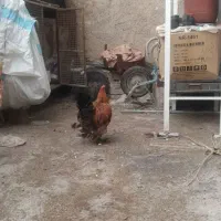 خروس