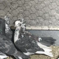 کفتر|پرنده|سیرجان, |دیوار