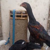 جوجه خروس لاری