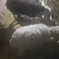 یک عدد بز زاییده بزغاله نرویک میش زاییده|حیوانات مزرعه|تایباد, |دیوار