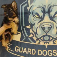 ژرمن شپهرد (شیانلو آلمانی ) family dog|سگ|تهران, دانشگاه شریف|دیوار