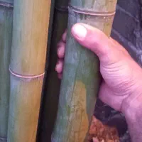 نی خیزران بامبو|گل و گیاه طبیعی|رحیمآباد, |دیوار